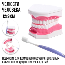 Игровой набор макет "Челюсти человека" 12*9см, щетка цвет МИКС   10654702