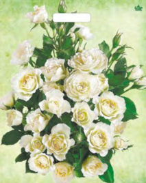Пакет "Белые розы", полиэтиленовый с вырубной ручкой, 38х45 см, 60 мкм 7669442
