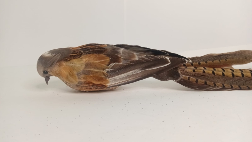 Птичка фазан 47см 22-358 (2) фото 1
