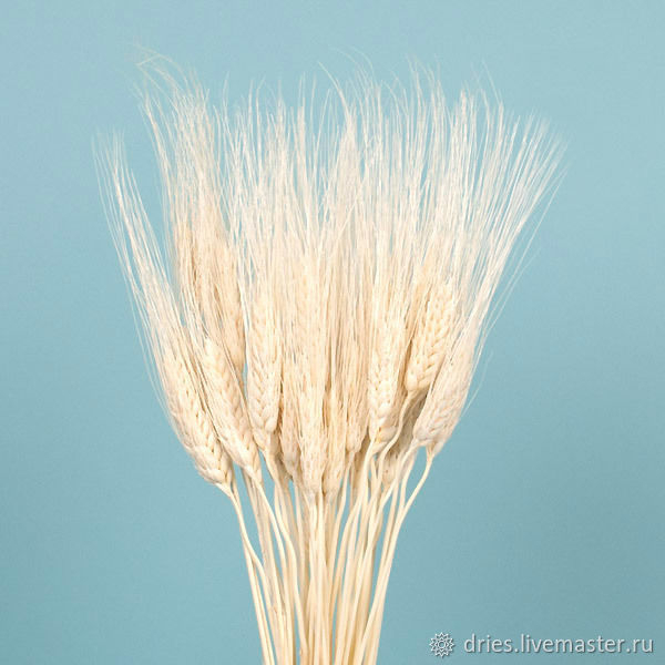 Пшеница 70см 77-70 фото 1