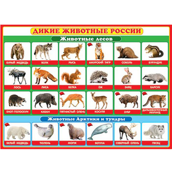 Плакат " Мир открыток " 0-02 А2 Дикие животные России фото 1
